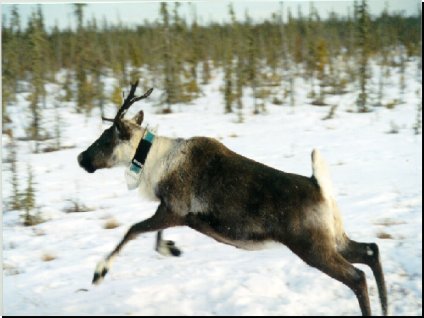 The Leaping Woodland Caribou with GPS Collar