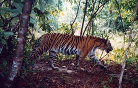 Picture of wild Sumatran tiger