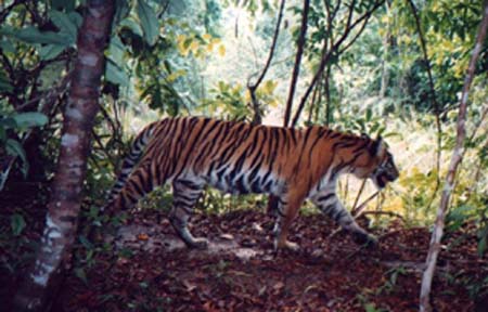 Sumatran Tigers Habitat