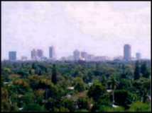 Figure 1: Fort Lauderdale's skyline shows the tremendous variety of trees in the urban landscape.