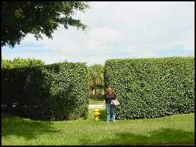 Figure 4:  Privacy hedges can reach heights of 12 feet or more.