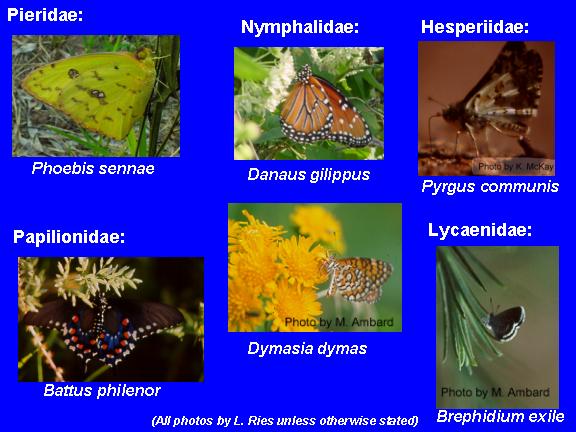 Butterfly Species List