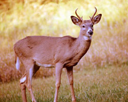 Figure 1: the North American white-tailed deer, male