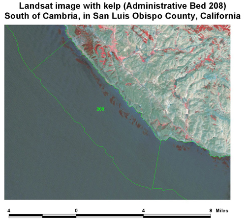 LandSat Kelp Image
