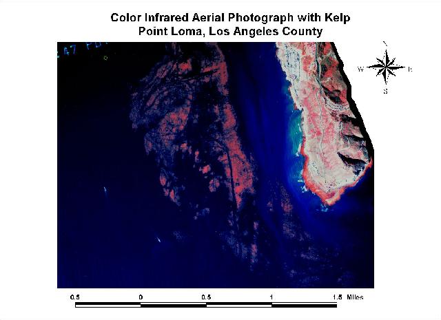 Color Infrared Kelp Photo