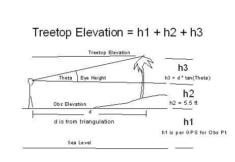 Side view of treetop elevation Determination