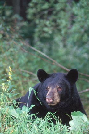 Black Bear Adult