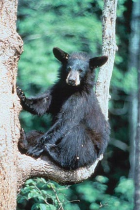 Black Bear Juvenile