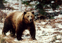 Grizzly Bear Image
