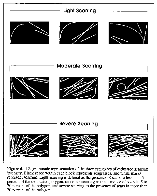 Figure 3.  Diagram Illustrating the 
Scarring Intensity.