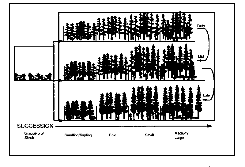 Matrix model of succession in a grand fir forest.