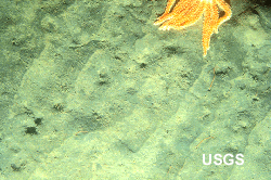 seafloor
photo