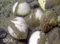 seep
clams